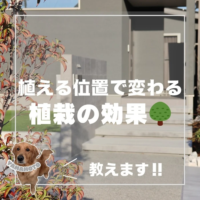 画像444